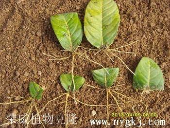 金佛手半叶一叶克隆生根