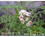 植物——文冠果克隆苗次年开花！